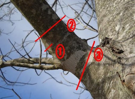 Outlined pruning cut by Chipper Trees LLC in Cumming, GA